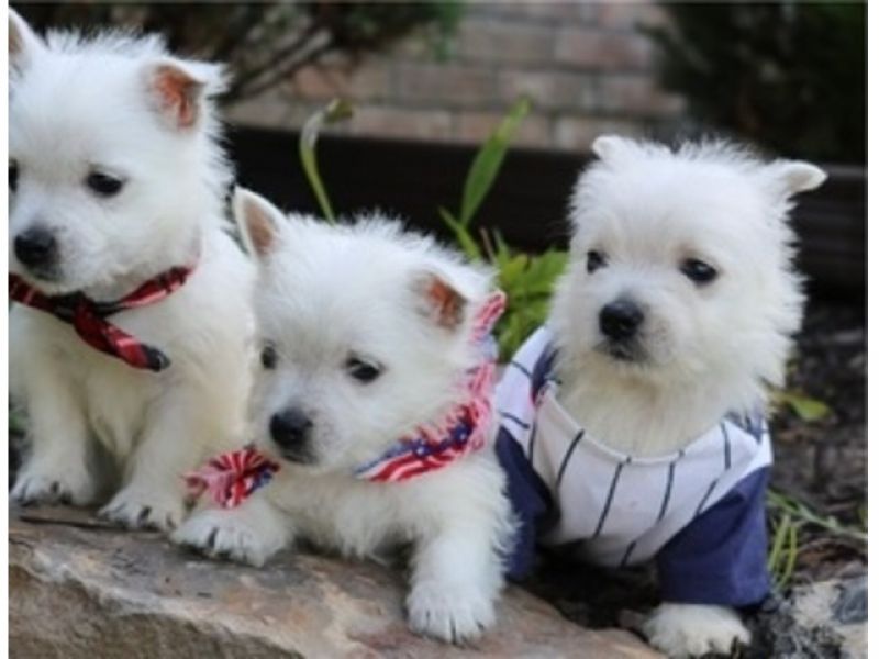 Excelente West Highland Terrier Puppies
