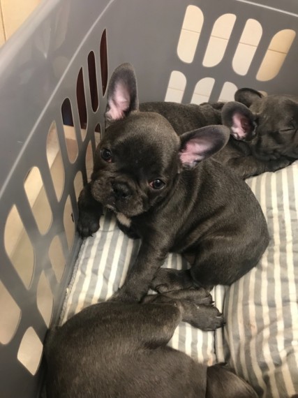 Filhotes Bulldog Francs Saudveis de Qualidade