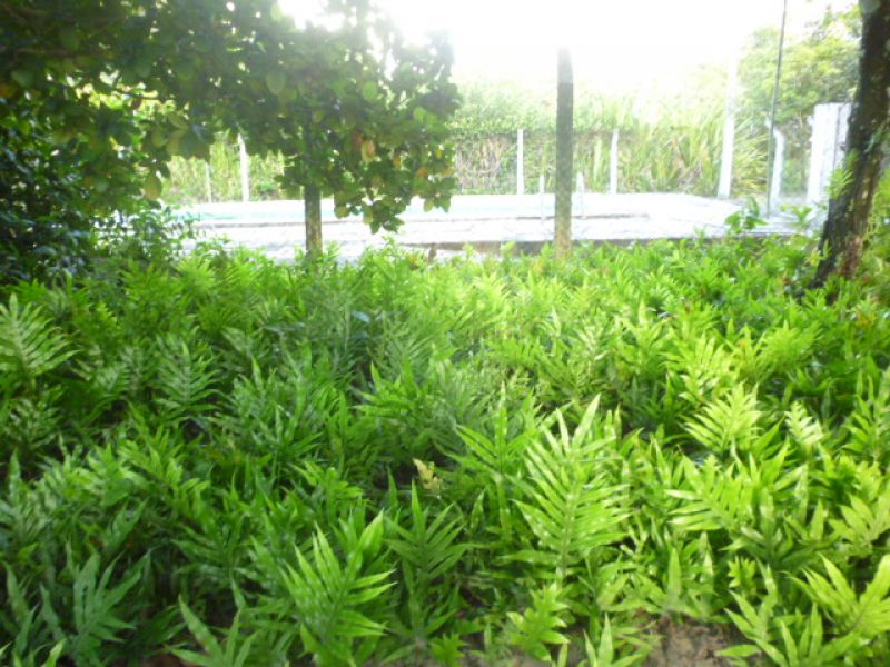 Stio em Goiana/Pernambuco/Brasil para venda 
