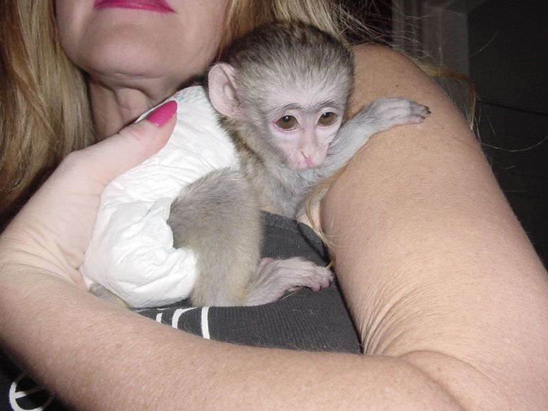 Macaco Prego Baby Legalizado