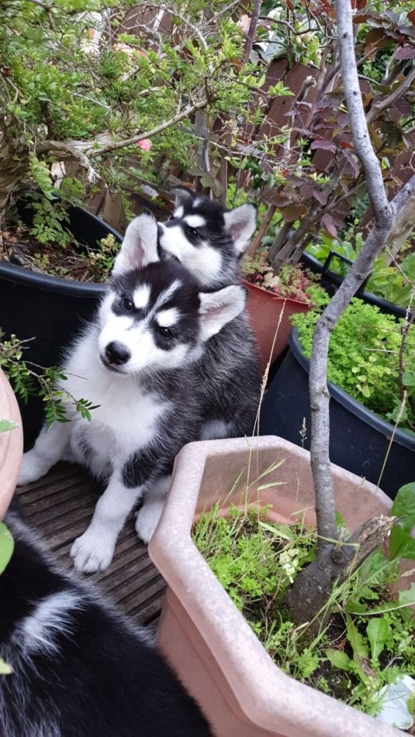 Husky siberiano  venda