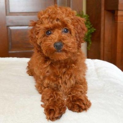 Filhotes de poodle socializados disponveis