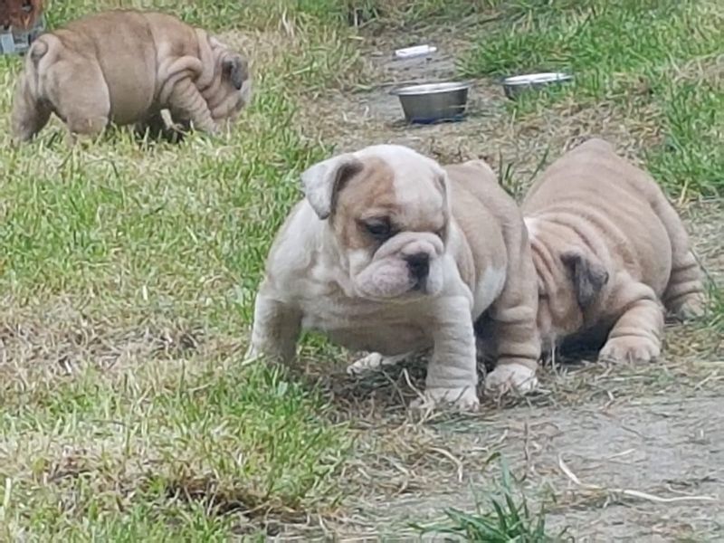 Filhotes de Bulldog Ingls machos e fmeas